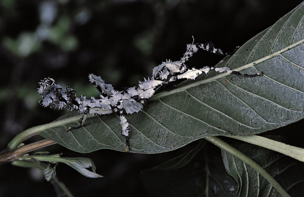 Detail of Extatosoma tiaratum (giant prickly stick insect) - particular form by Anonymous