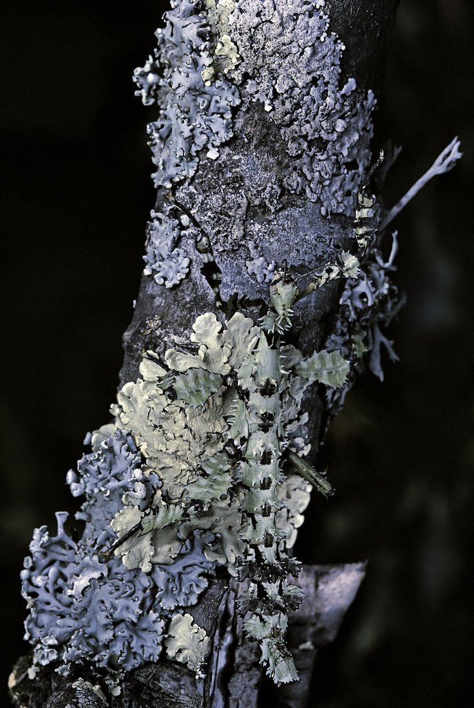 Detail of Extatosoma tiaratum (giant prickly stick insect) - particular form by Anonymous