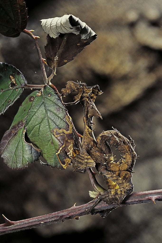 Detail of Extatosoma tiaratum (giant prickly stick insect) - larva by Anonymous