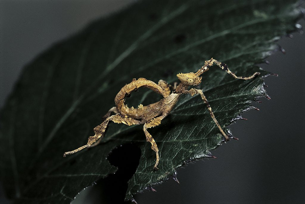 Detail of Extatosoma tiaratum (giant prickly stick insect) - larva by Anonymous