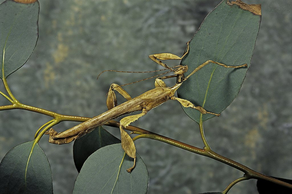 Detail of Extatosoma tiaratum (giant prickly stick insect) - male by Corbis