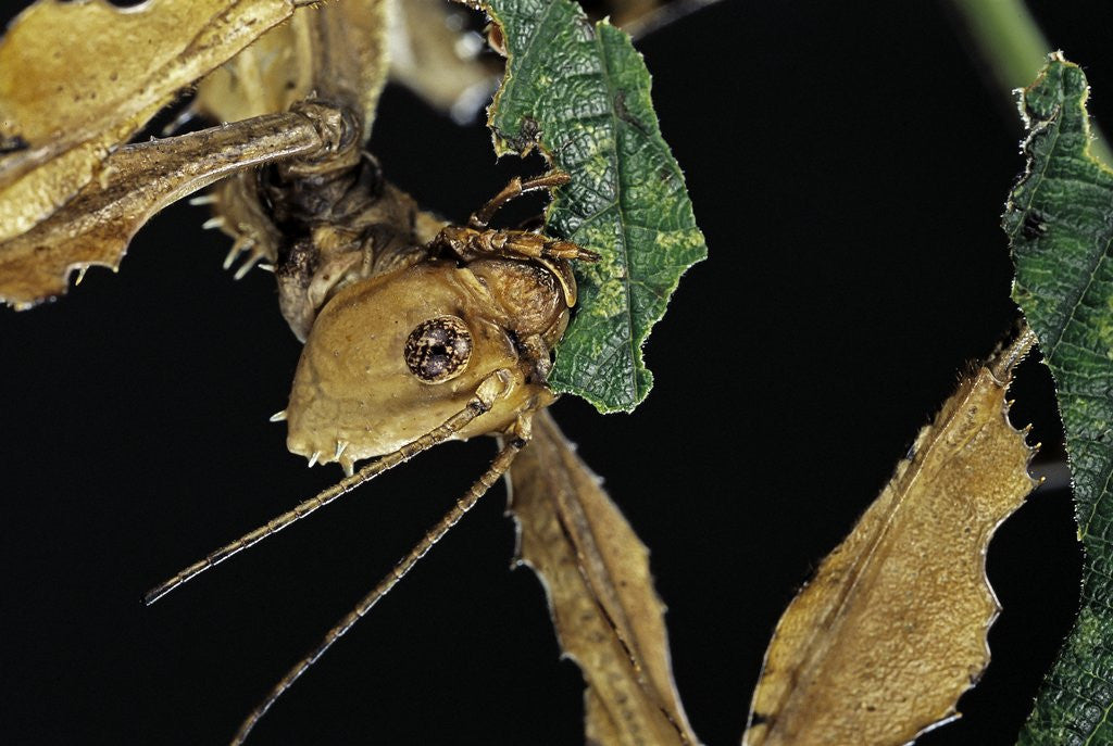 Detail of Extatosoma tiaratum (giant prickly stick insect) - feeding on leaf by Anonymous