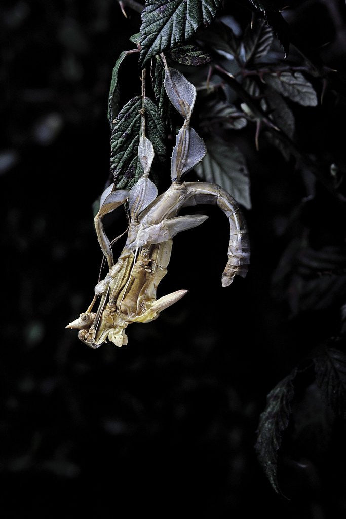 Detail of Extatosoma tiaratum (giant prickly stick insect) - emerging by Anonymous