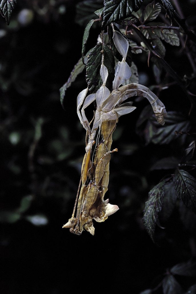 Detail of Extatosoma tiaratum (giant prickly stick insect) - emerging by Anonymous