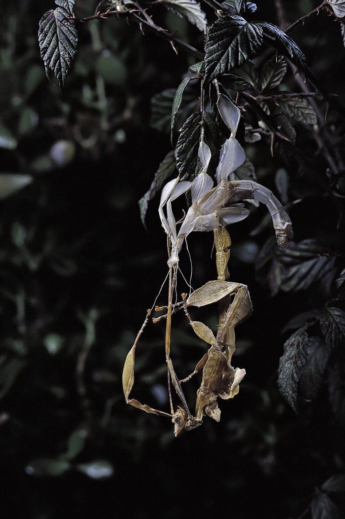Detail of Extatosoma tiaratum (giant prickly stick insect) - emerging by Anonymous