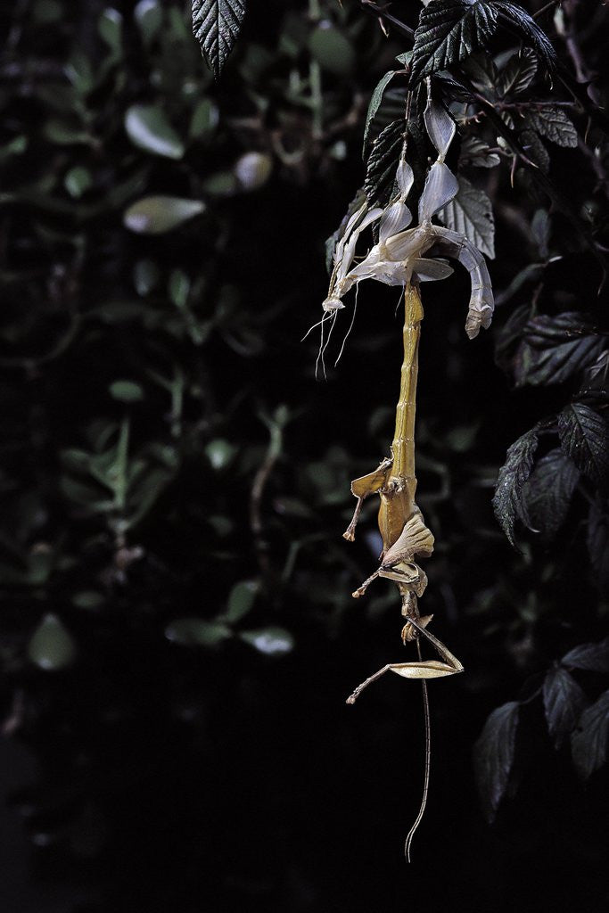 Detail of Extatosoma tiaratum (giant prickly stick insect) - emerging by Anonymous