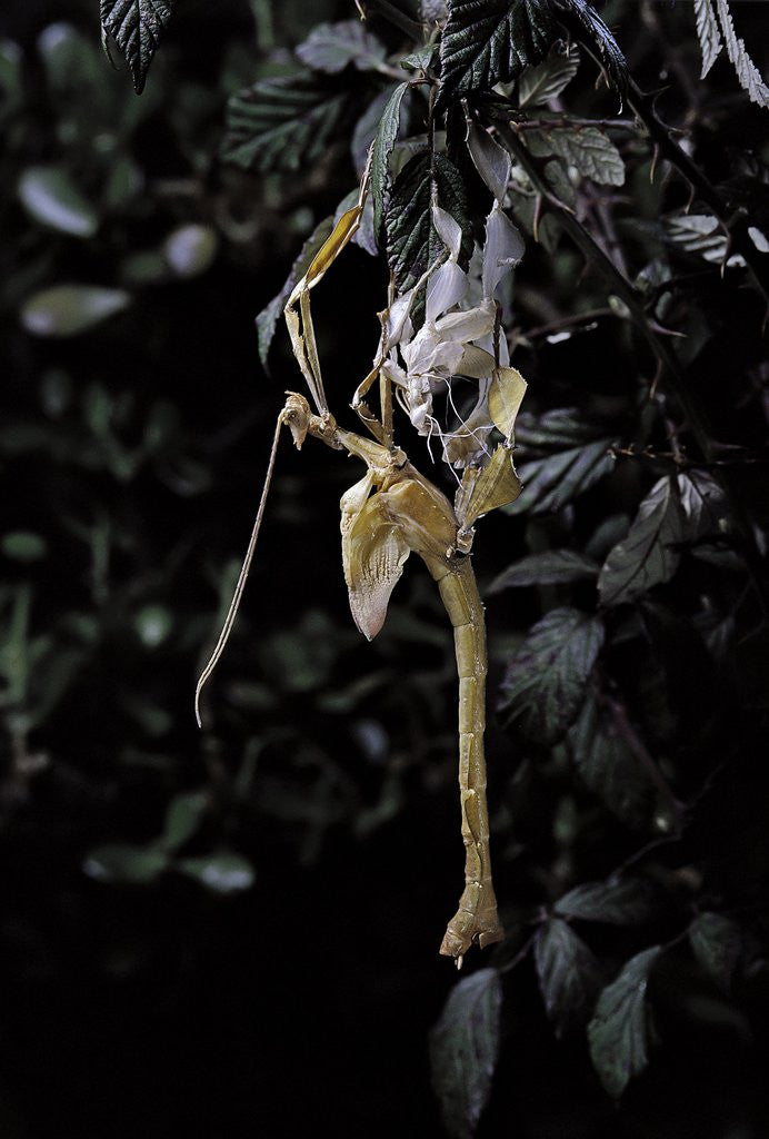 Detail of Extatosoma tiaratum (giant prickly stick insect) - emerging by Anonymous