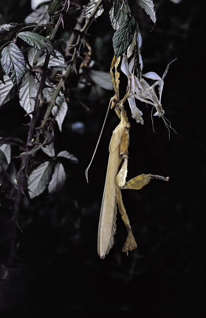 Detail of Extatosoma tiaratum (giant prickly stick insect) - emerging by Anonymous