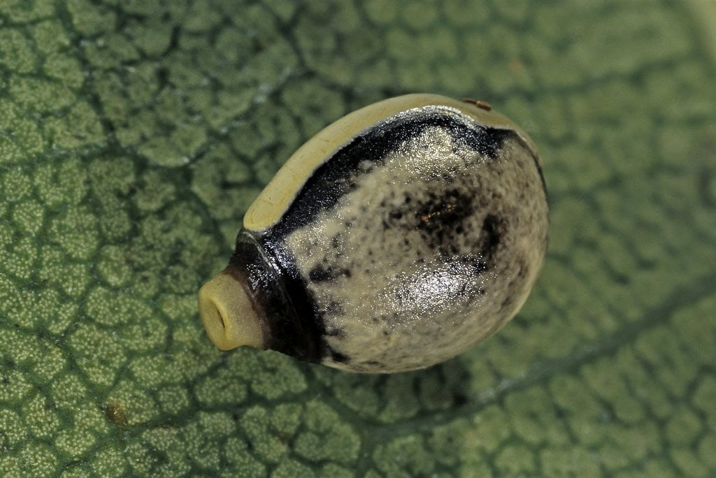 Detail of Extatosoma tiaratum (giant prickly stick insect) - egg by Anonymous