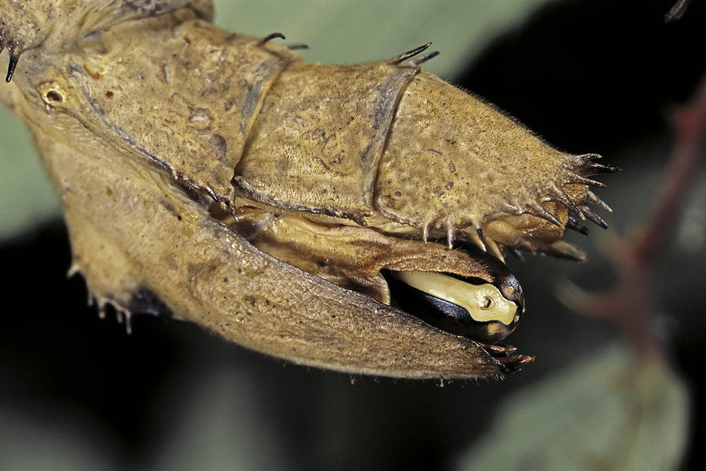 Detail of Extatosoma tiaratum (giant prickly stick insect) - before the egg ejectment by Anonymous