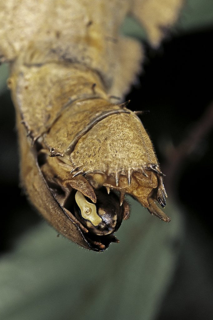 Detail of Extatosoma tiaratum (giant prickly stick insect) - before the egg ejectment by Anonymous