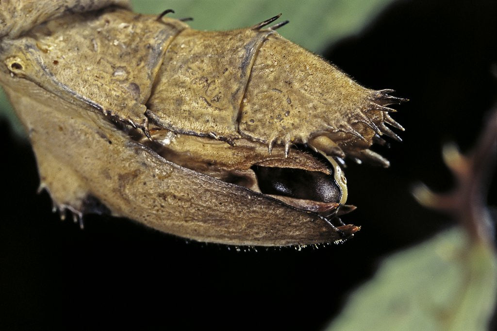 Detail of Extatosoma tiaratum (giant prickly stick insect) - before the egg ejectment by Anonymous