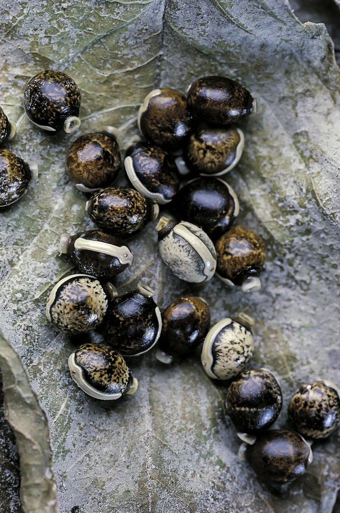 Detail of Extatosoma tiaratum (giant prickly stick insect) - eggs by Anonymous