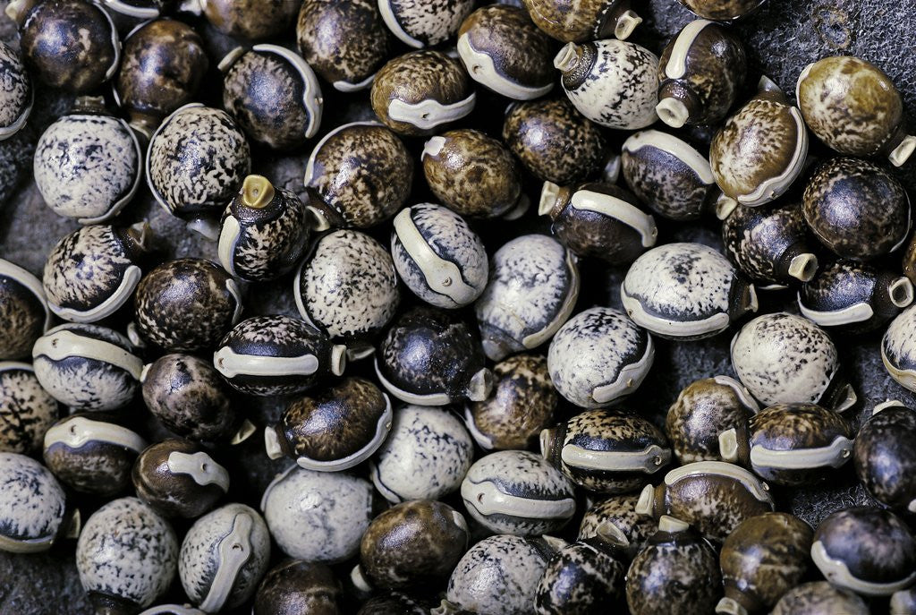 Detail of Extatosoma tiaratum (giant prickly stick insect) - eggs by Anonymous