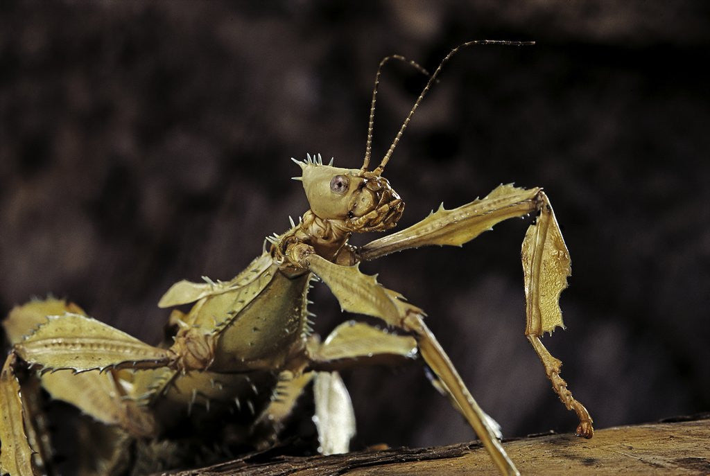 Detail of Extatosoma tiaratum (giant prickly stick insect) by Anonymous