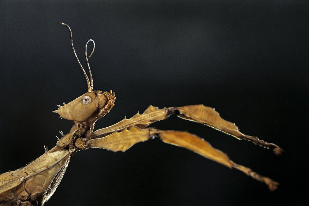 Detail of Extatosoma tiaratum (giant prickly stick insect) by Anonymous