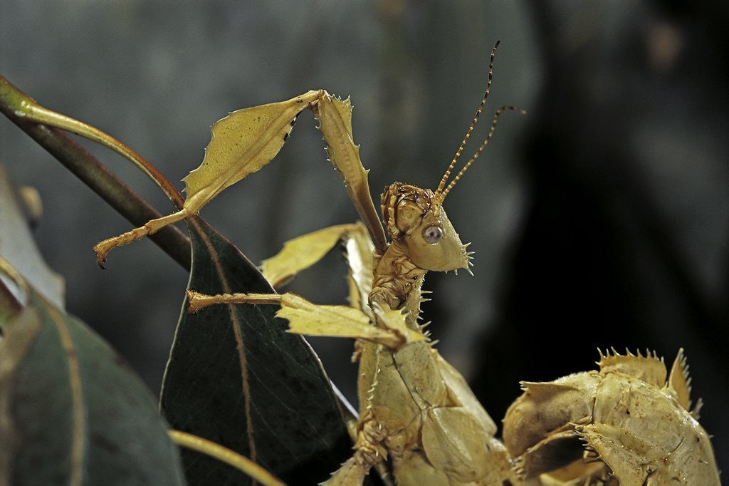 Detail of Extatosoma tiaratum (giant prickly stick insect) by Anonymous