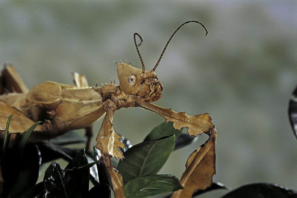 Detail of Extatosoma tiaratum (giant prickly stick insect) by Anonymous