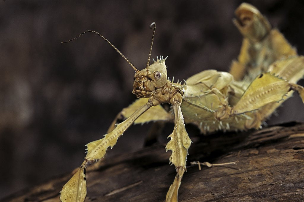Detail of Extatosoma tiaratum (giant prickly stick insect) by Anonymous