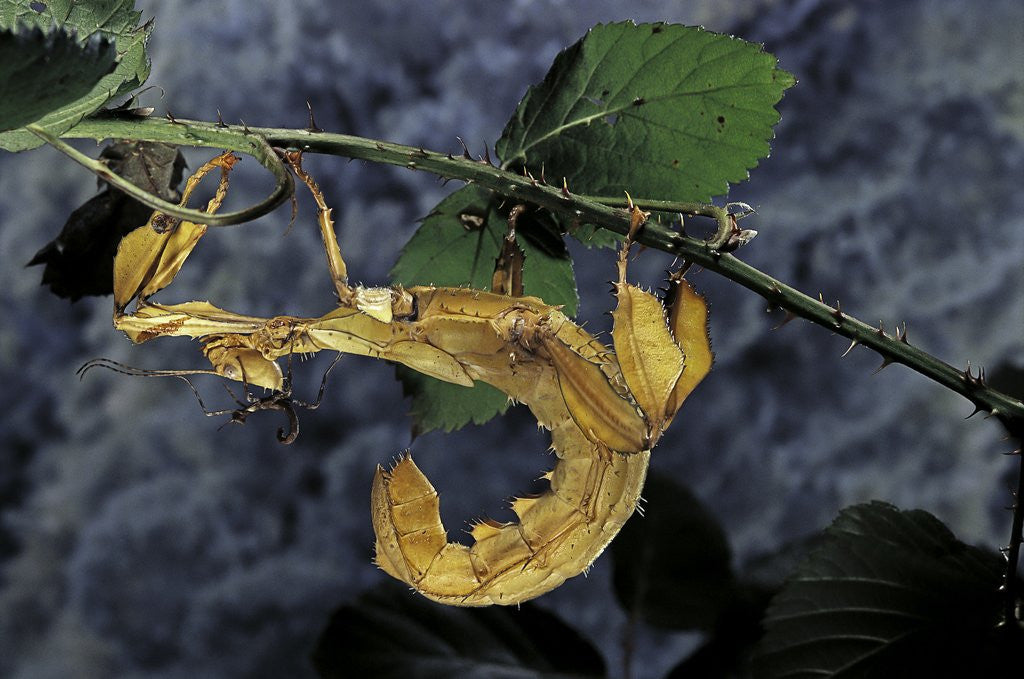 Detail of Extatosoma tiaratum (giant prickly stick insect) by Anonymous