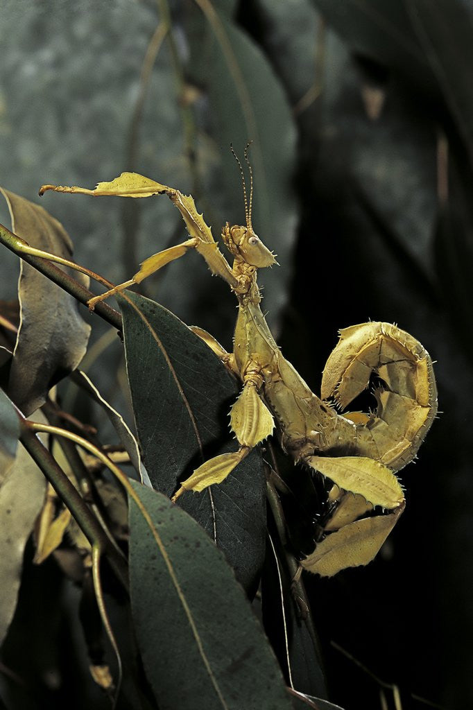 Detail of Extatosoma tiaratum (giant prickly stick insect) by Anonymous