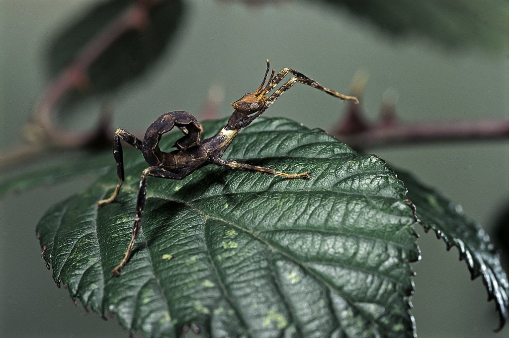 Detail of Extatosoma tiaratum (giant prickly stick insect) - very young larva by Anonymous