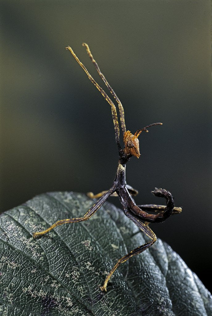 Detail of Extatosoma tiaratum (giant prickly stick insect) - very young larva by Anonymous
