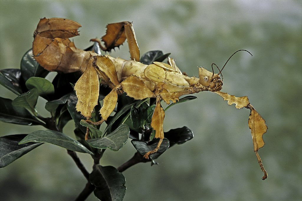 Detail of Extatosoma tiaratum (giant prickly stick insect) by Anonymous