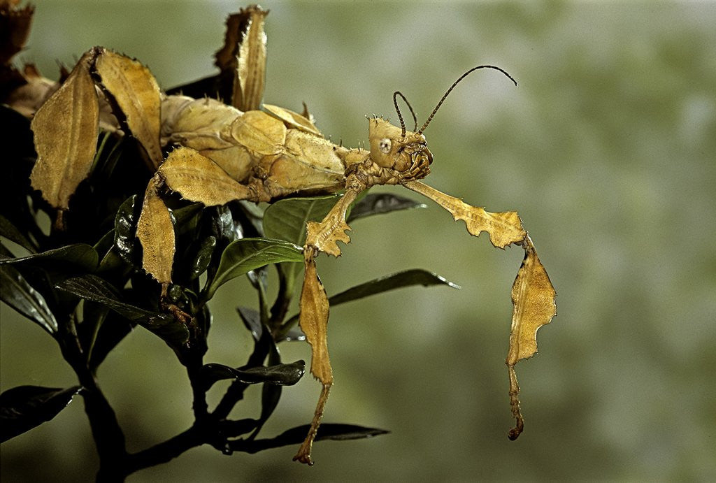 Detail of Extatosoma tiaratum (giant prickly stick insect) by Anonymous