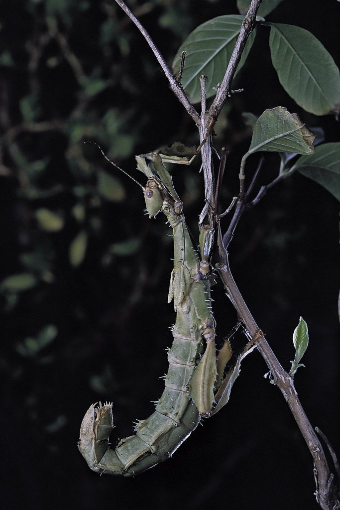 Detail of Extatosoma tiaratum (giant prickly stick insect) by Anonymous