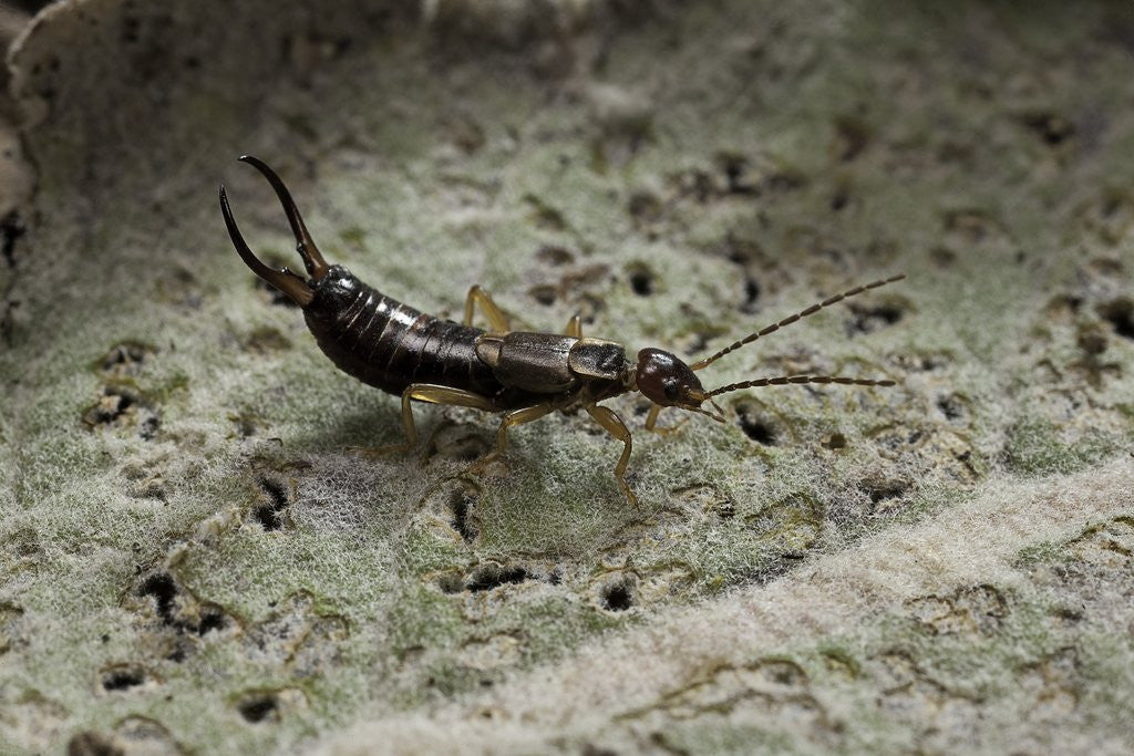 Detail of Forficula auricularia (european earwig) by Anonymous