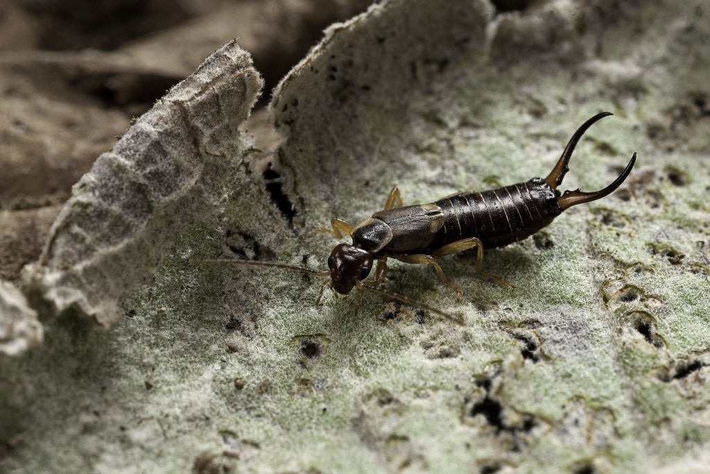 Detail of Forficula auricularia (european earwig) by Anonymous