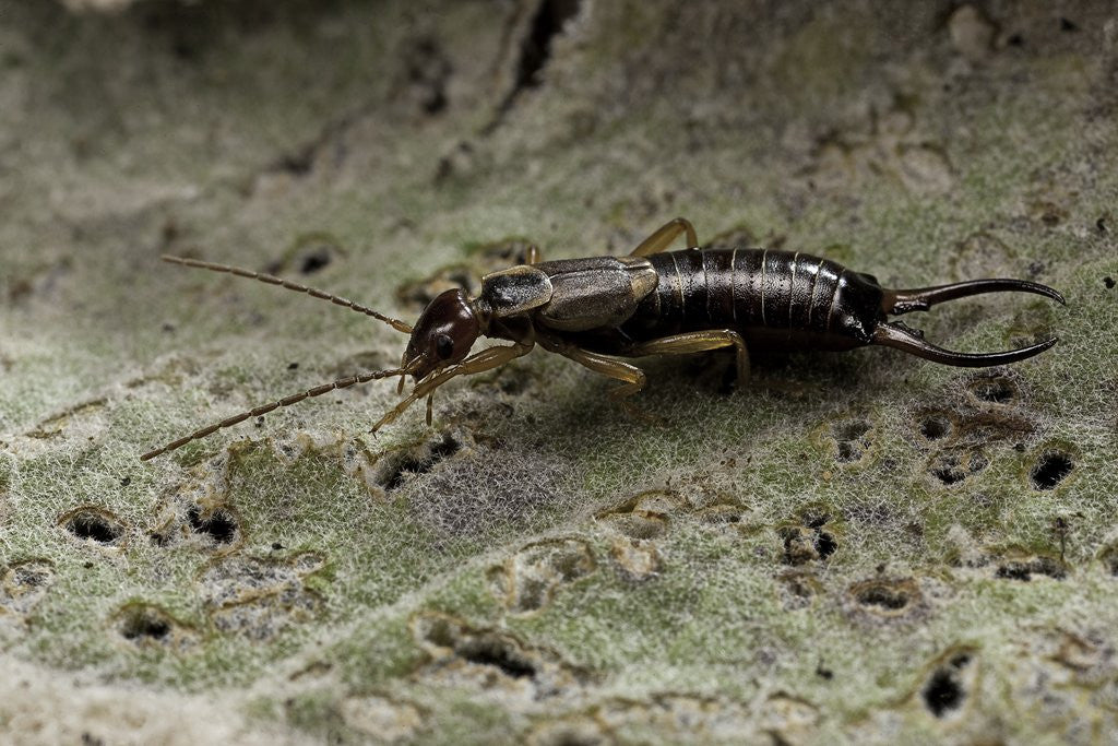 Detail of Forficula auricularia (european earwig) by Anonymous