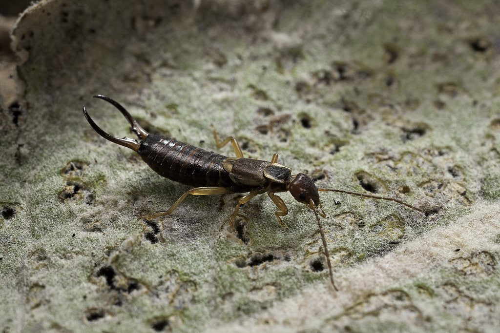 Detail of Forficula auricularia (european earwig) by Anonymous