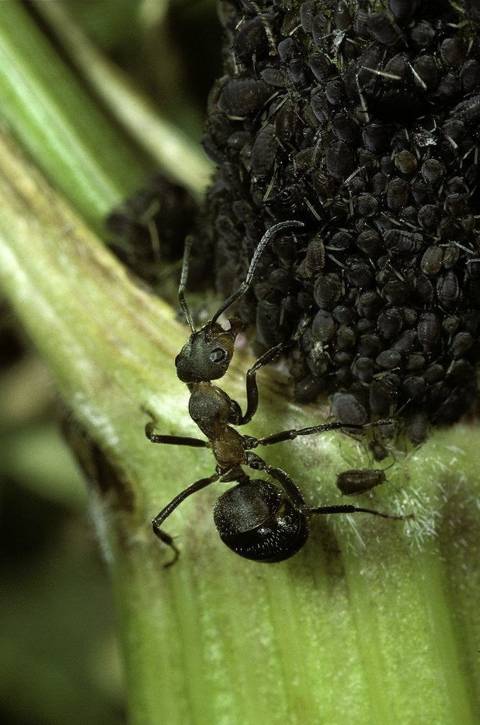 Detail of Formica rufa (red wood ant) - with aphids by Corbis