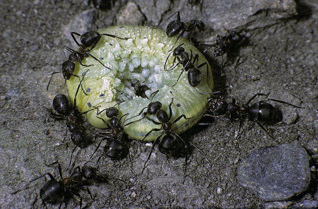 Detail of Formica rufa (red wood ant) - attacking a larva by Anonymous