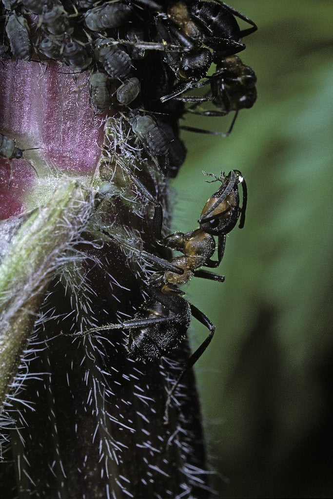 Detail of Formica rufa (red wood ant) - with aphids by Anonymous