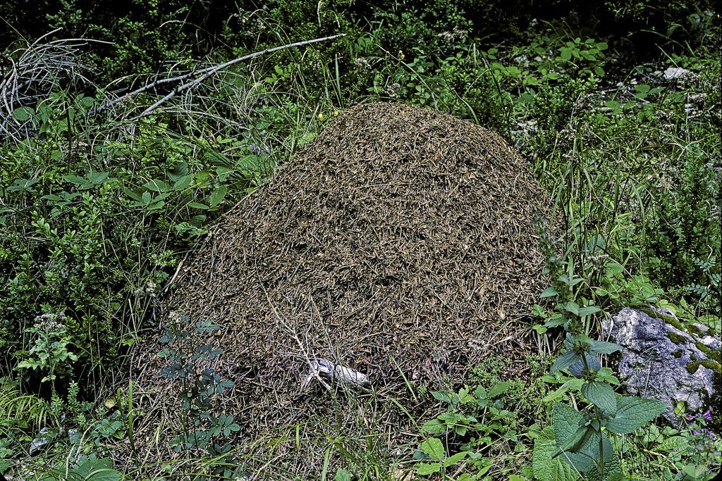 Detail of Formica rufa (red wood ant) - dome-shaped nest by Anonymous