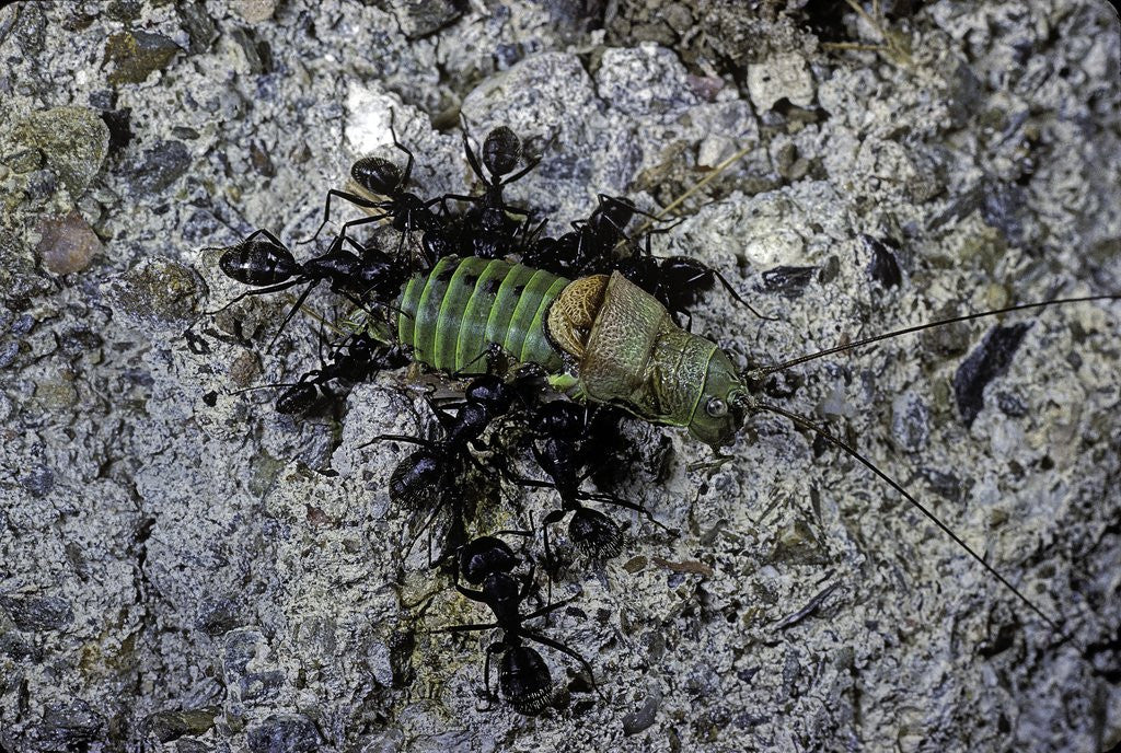 Detail of Ants attacking a bushcricket by Corbis