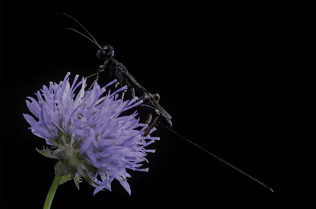Detail of Gasteruption jaculator (parasitic wasp) by Anonymous