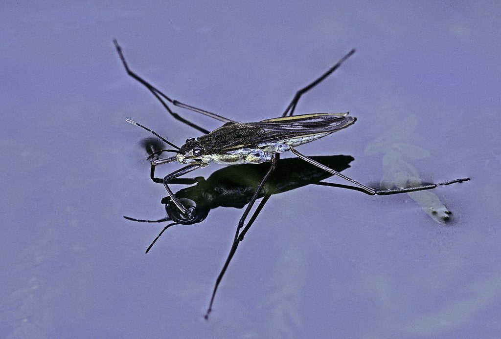 Detail of Gerris lacustris (common pond skater) by Anonymous