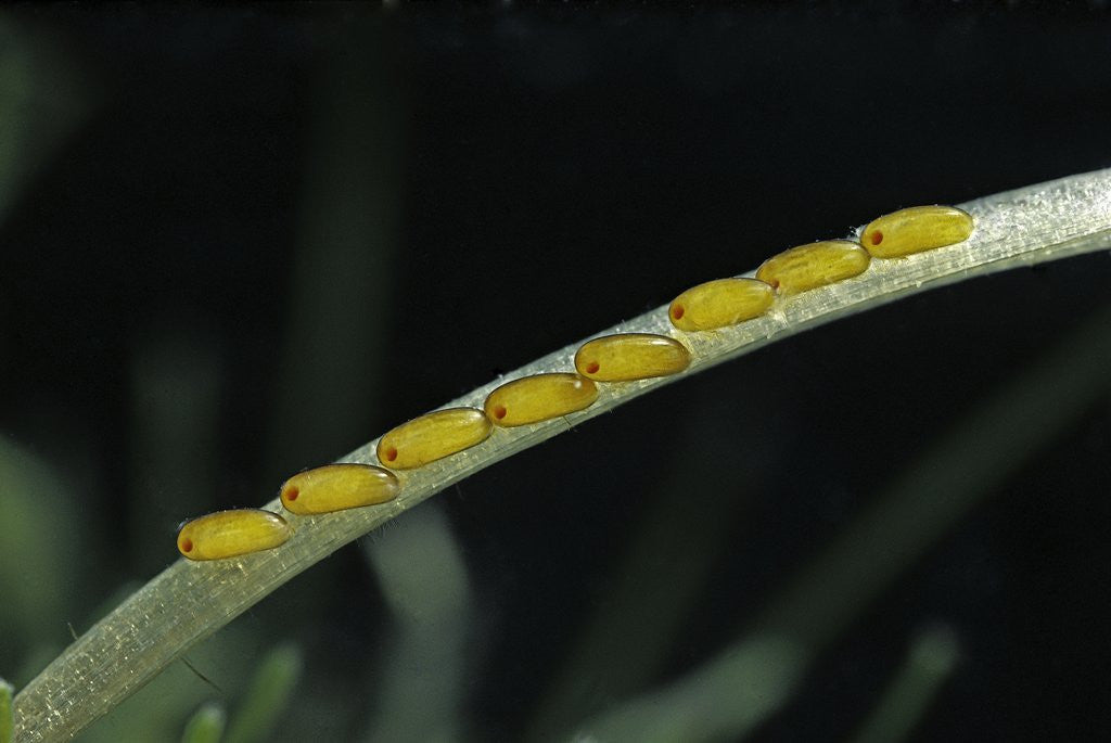 Detail of Gerris lacustris (common pond strider) - eggs on an aquatic plant by Corbis