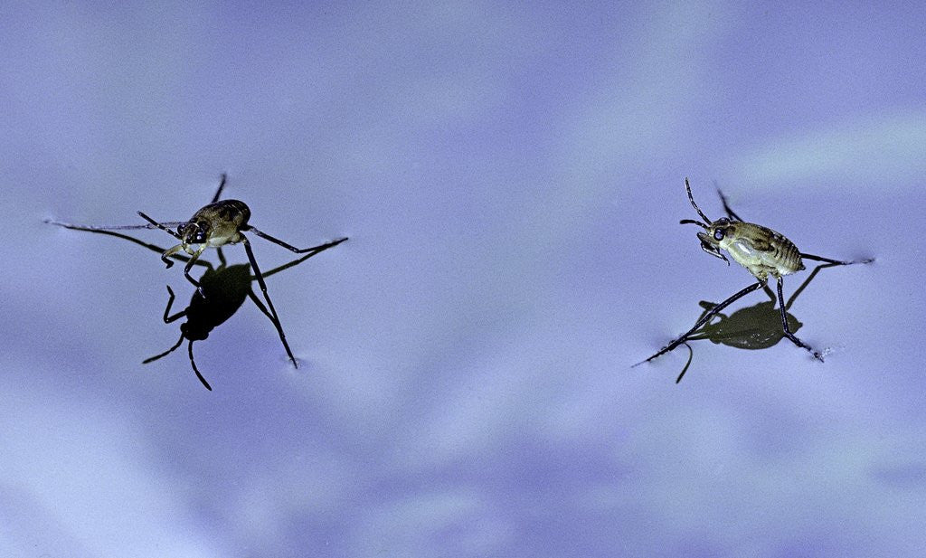 Detail of Gerris lacustris (common pond skater) - young larvae by Anonymous
