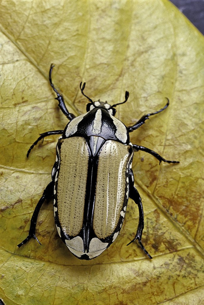 Detail of Gnathocera bilineata (flower beetle) by Anonymous