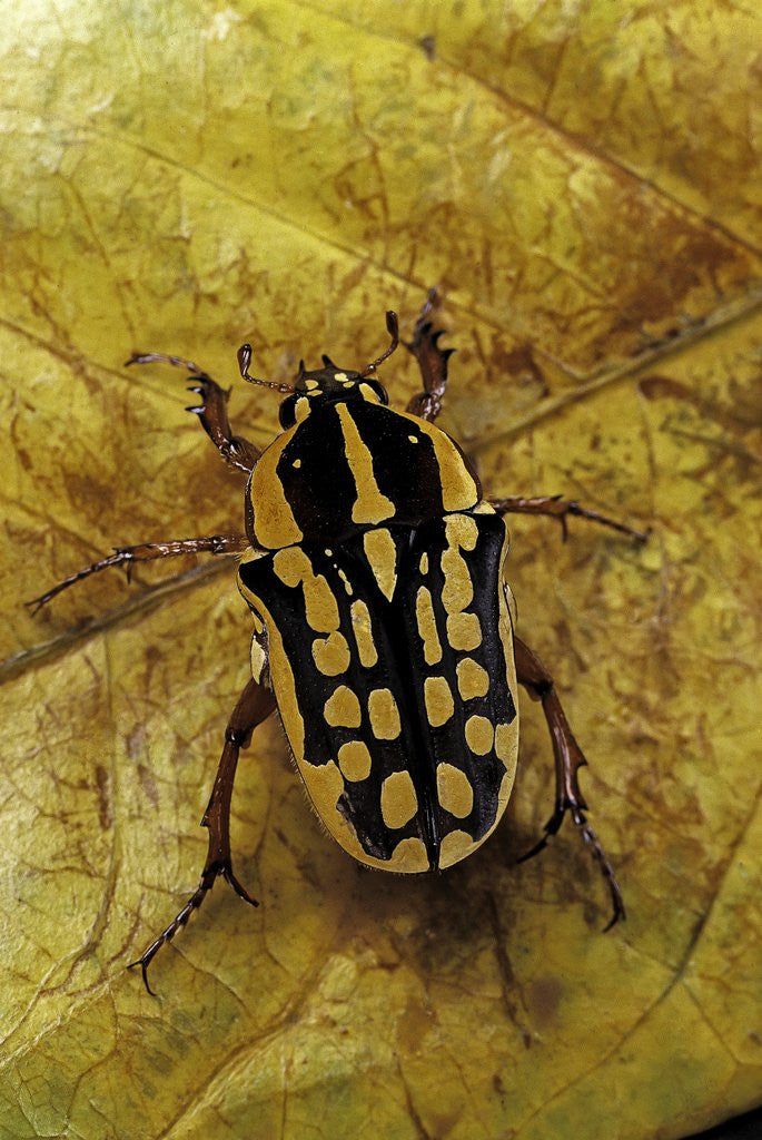 Detail of Gnathocera impressa (flower beetle) by Anonymous