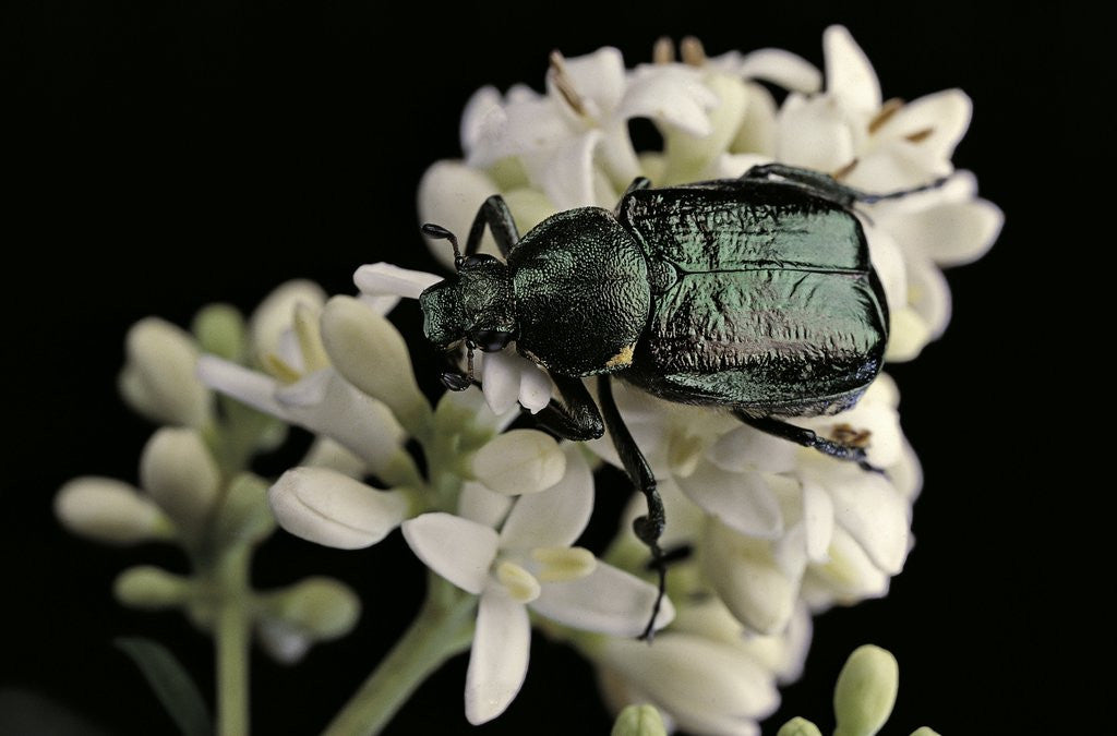 Detail of Gnorimus nobilis (noble chafer) by Anonymous