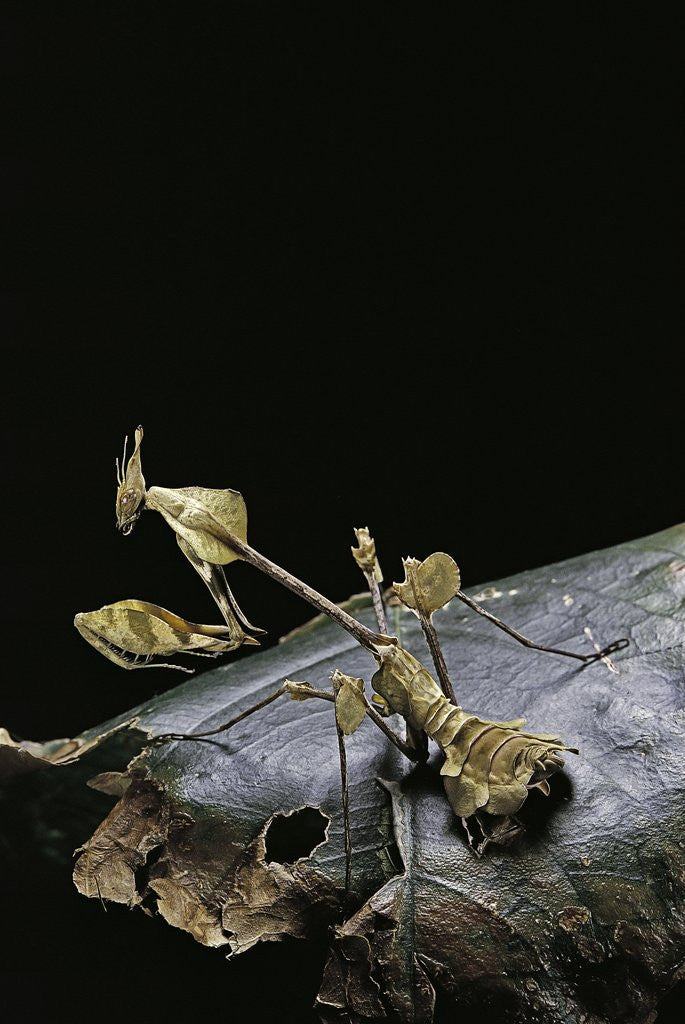 Detail of Gongylus gongylodes (wandering violin mantis) by Anonymous
