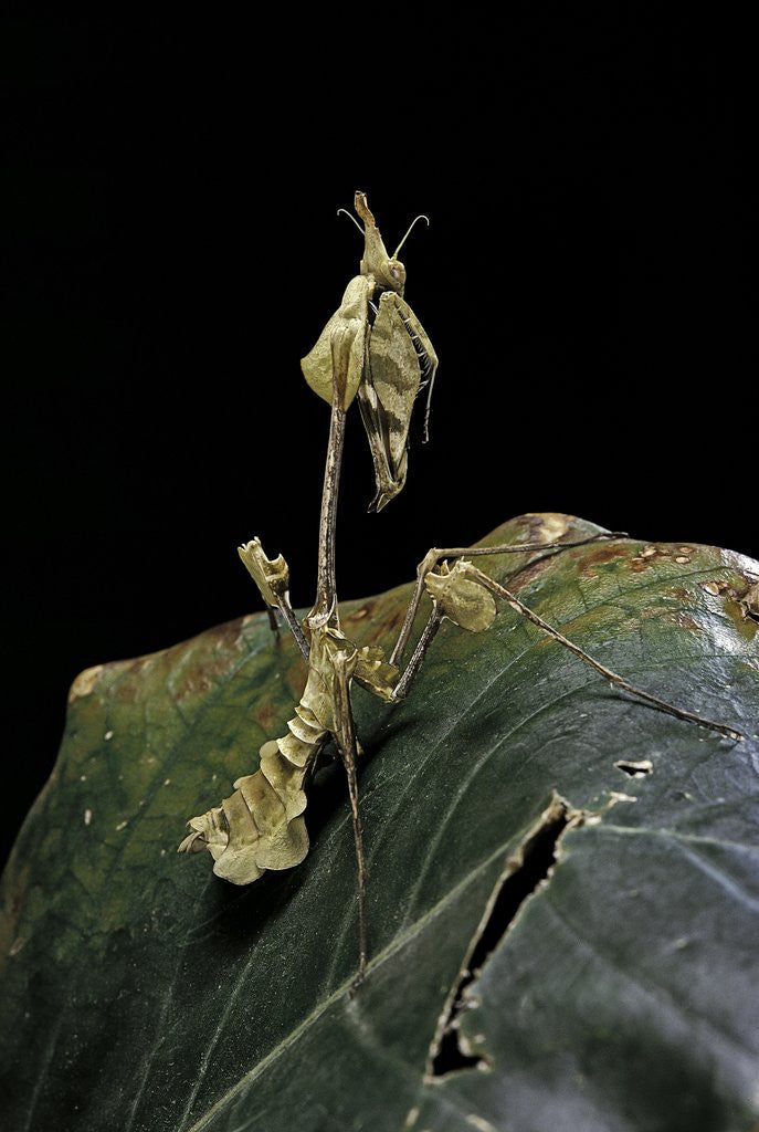 Detail of Gongylus gongylodes (wandering violin mantis) by Anonymous
