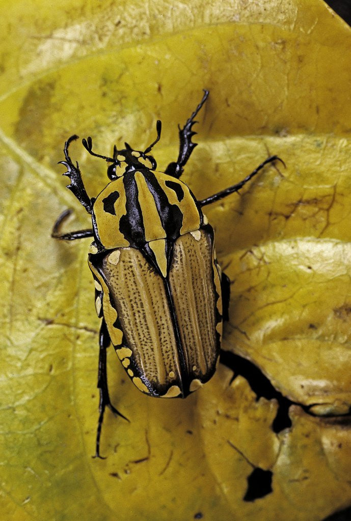 Detail of Gnathocera triviattata triviattata (flower beetle) by Anonymous