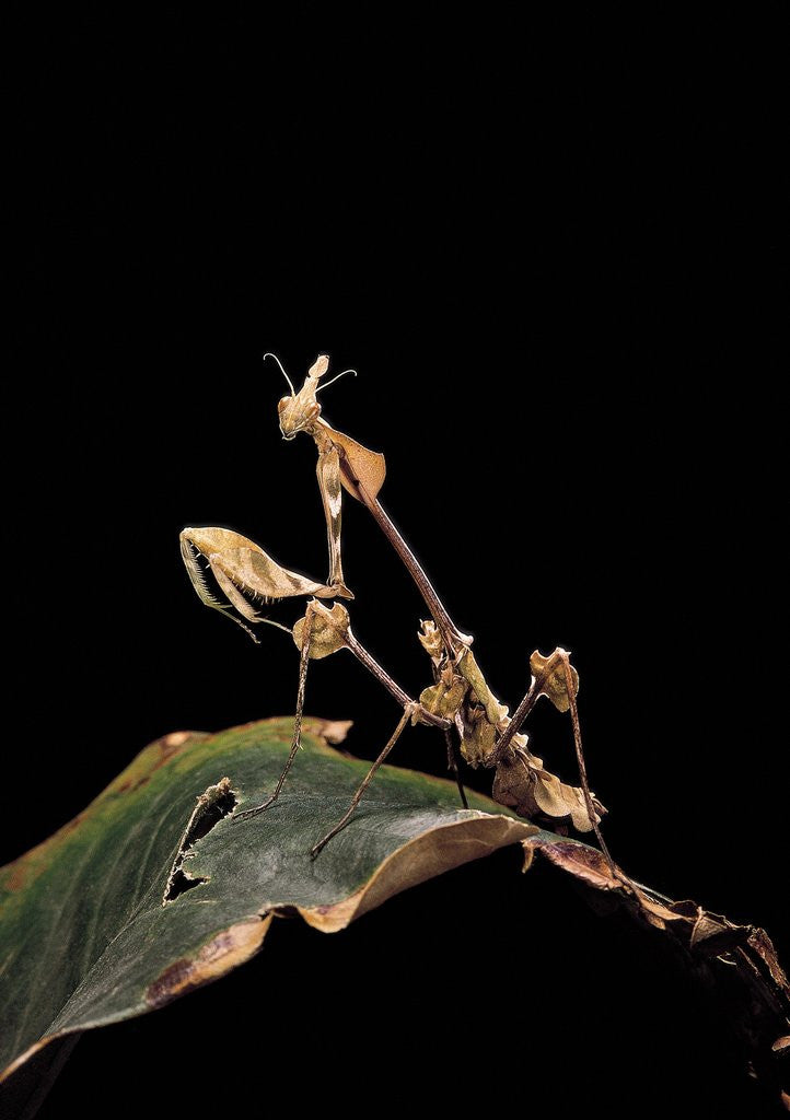 Detail of Gongylus gongylodes (wandering violin mantis) by Anonymous